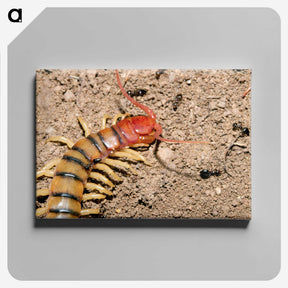 3-34_Insects-Unlocked-Project_canvas