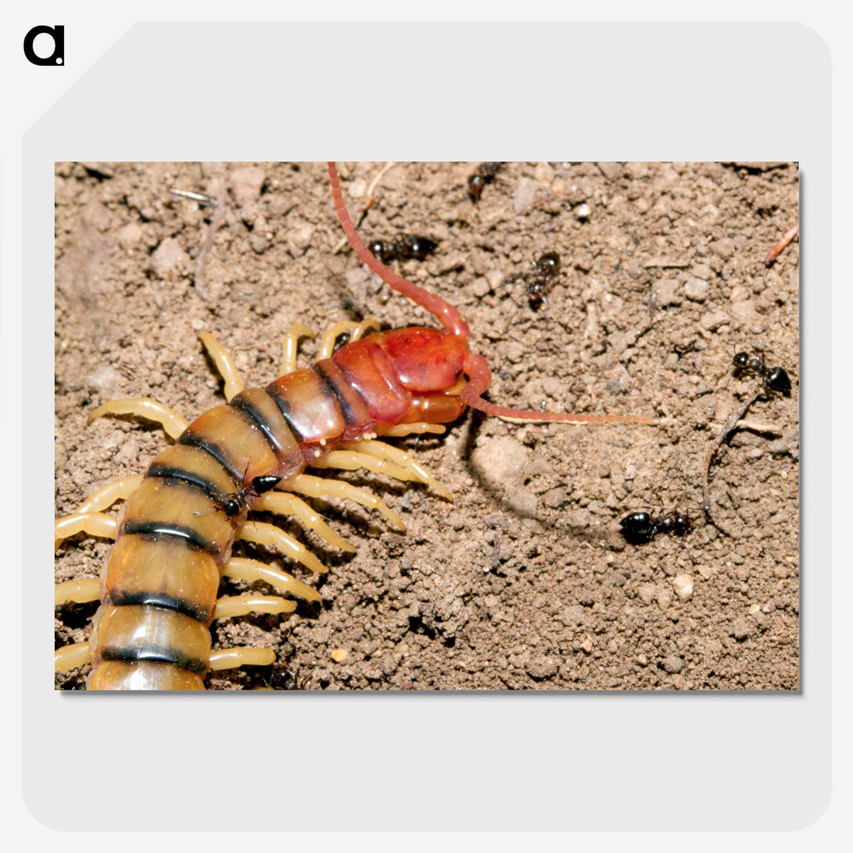 3-34_Insects-Unlocked-Project_picture-crop