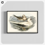 3-34_John-Gould_blk-crop