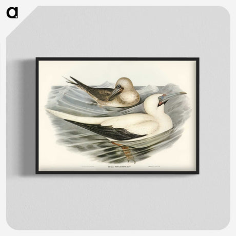 3-34_John-Gould_blk-crop