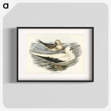 3-34_John-Gould_blk