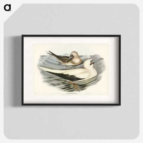 3-34_John-Gould_blk
