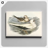 3-34_John-Gould_canvas