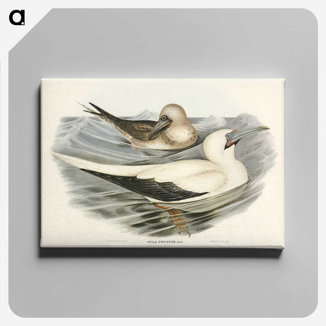 3-34_John-Gould_canvas