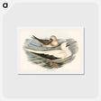 アートポストカード-Red-legged Gannet
 - ジョン グールド Postcard.
