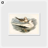 アートポストカード-Red-legged Gannet
 - ジョン グールド Postcard.