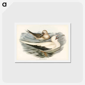 アートポストカード-Red-legged Gannet
 - ジョン グールド Postcard.