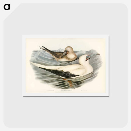 アートポストカード-Red-legged Gannet
 - ジョン グールド Postcard.
