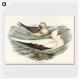 3-34_John-Gould_picture-crop