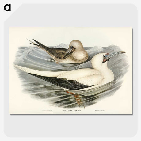 3-34_John-Gould_picture-crop