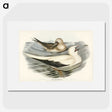 3-34_John-Gould_picture