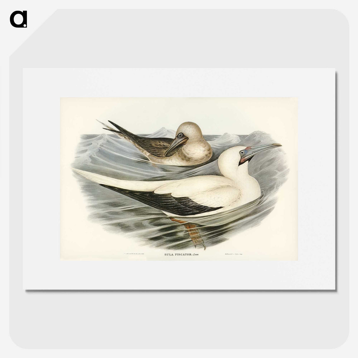 3-34_John-Gould_picture