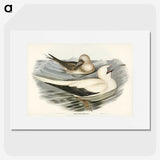 3-34_John-Gould_picture