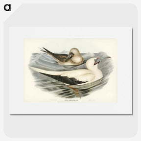 3-34_John-Gould_picture