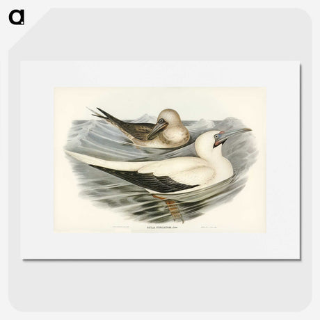 3-34_John-Gould_picture