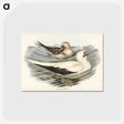3-34_John-Gould_postcard