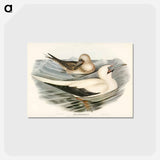 アートポストカード-Red-legged Gannet
 - ジョン グールド Postcard.