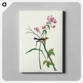アートパネル-Blackburnian Warbler
 - ジョン ジェームス オーデュボン Canvas.