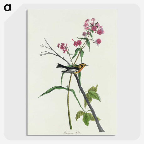 3-34_John-James-Audubon_picture-crop