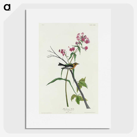 3-34_John-James-Audubon_picture
