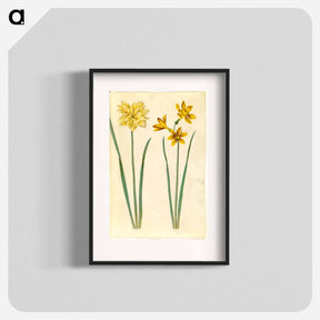 アートポスター-Daffodil and Gold-Tazet
 - マリア ジビーラ メーリアン Poster.