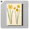 3-34_Maria-Sibylla-Merian_canvas