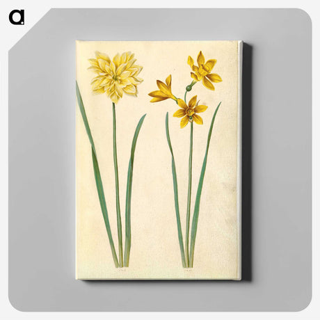 3-34_Maria-Sibylla-Merian_canvas