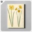 アートパネル-Daffodil and Gold-Tazet
 - マリア ジビーラ メーリアン Canvas.