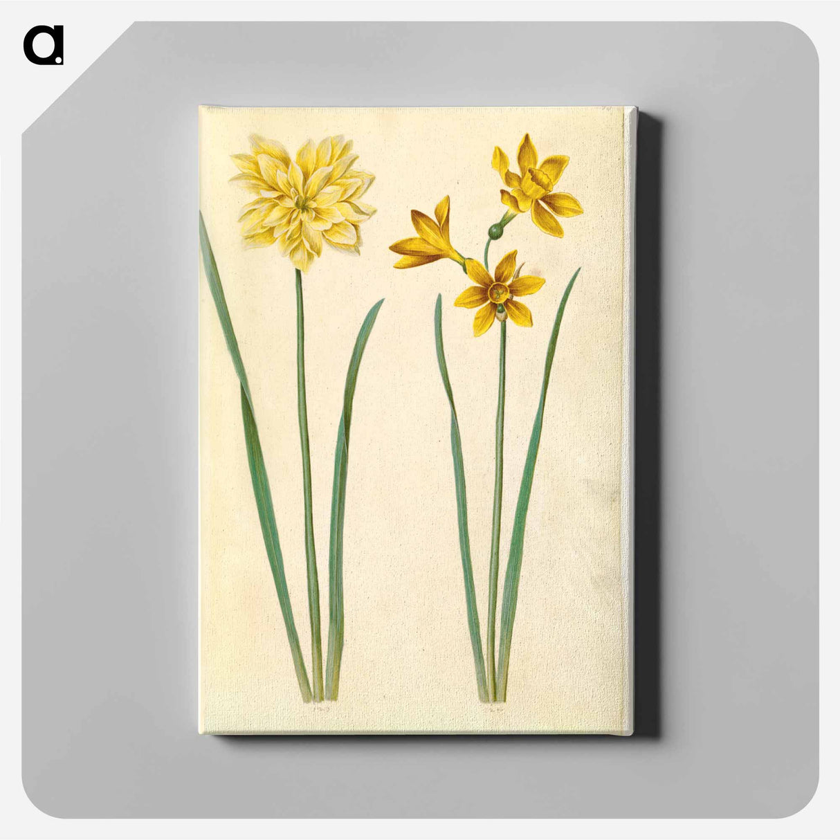 アートパネル-Daffodil and Gold-Tazet
 - マリア ジビーラ メーリアン Canvas.