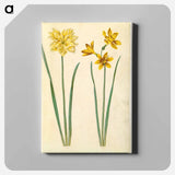 アートパネル-Daffodil and Gold-Tazet
 - マリア ジビーラ メーリアン Canvas.