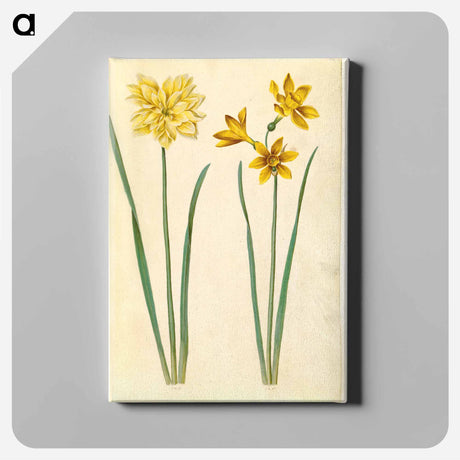 アートパネル-Daffodil and Gold-Tazet
 - マリア ジビーラ メーリアン Canvas.