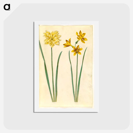 アートポストカード-Daffodil and Gold-Tazet
 - マリア ジビーラ メーリアン Postcard.