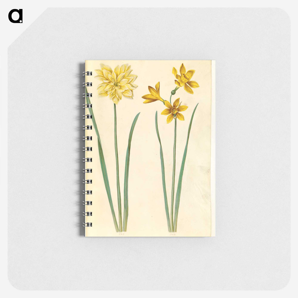 3-34_Maria-Sibylla-Merian_memo