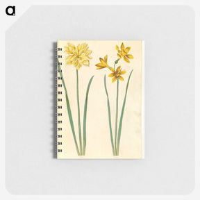 3-34_Maria-Sibylla-Merian_memo