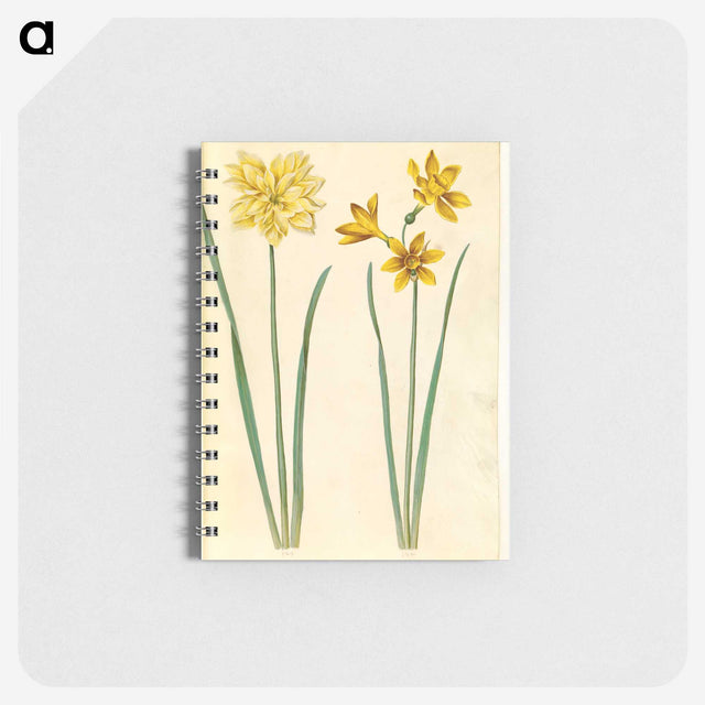 3-34_Maria-Sibylla-Merian_memo