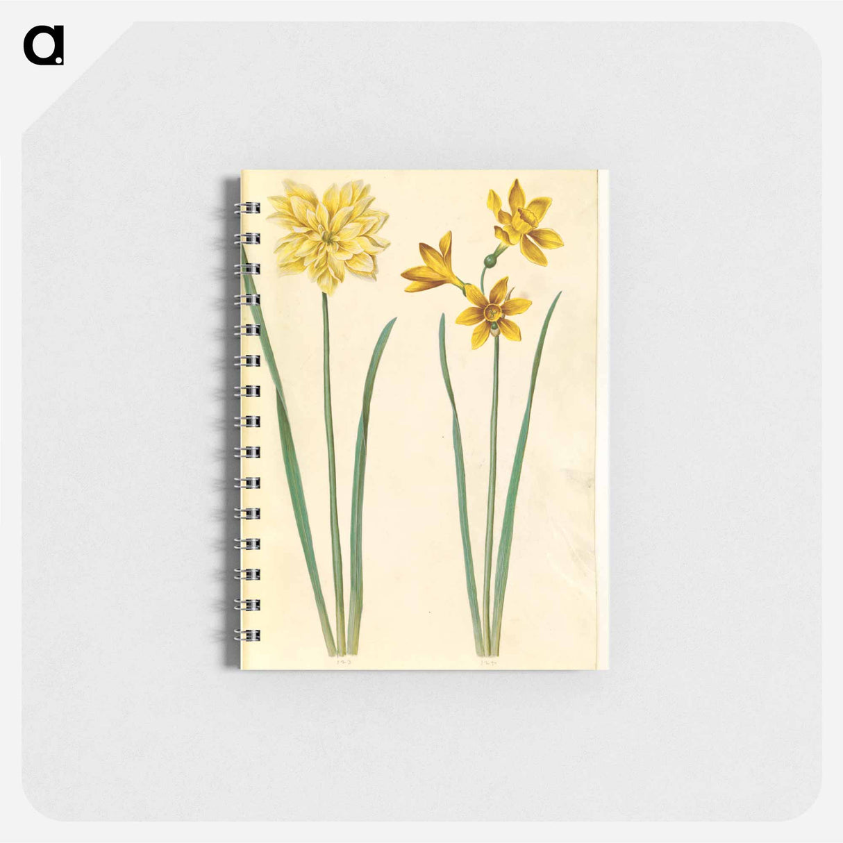 アートメモ帳-Daffodil and Gold-Tazet
 - マリア ジビーラ メーリアン Memo.