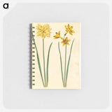 アートメモ帳-Daffodil and Gold-Tazet
 - マリア ジビーラ メーリアン Memo.