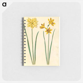 アートメモ帳-Daffodil and Gold-Tazet
 - マリア ジビーラ メーリアン Memo.