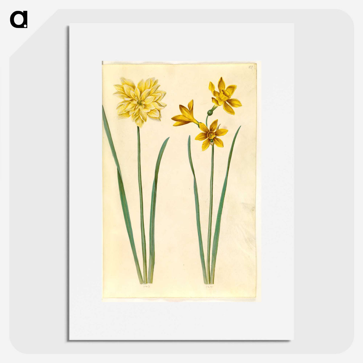 3-34_Maria-Sibylla-Merian_picture