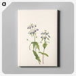 3-34_Mary-Vaux-Walcott_canvas