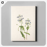 3-34_Mary-Vaux-Walcott_canvas
