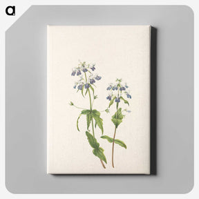 3-34_Mary-Vaux-Walcott_canvas