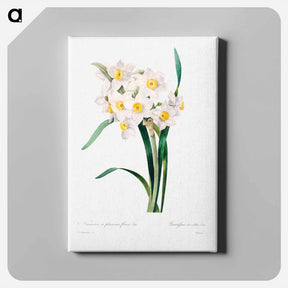 アートパネル-Chinese sacred lily - ピエール ジョゼフ ルドゥーテ Canvas.