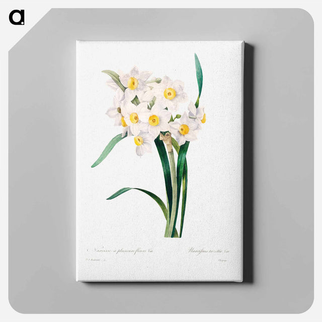 アートパネル-Chinese sacred lily - ピエール ジョゼフ ルドゥーテ Canvas.