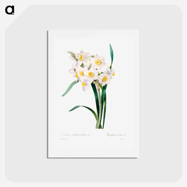 アートポストカード-Chinese sacred lily - ピエール ジョゼフ ルドゥーテ Postcard.