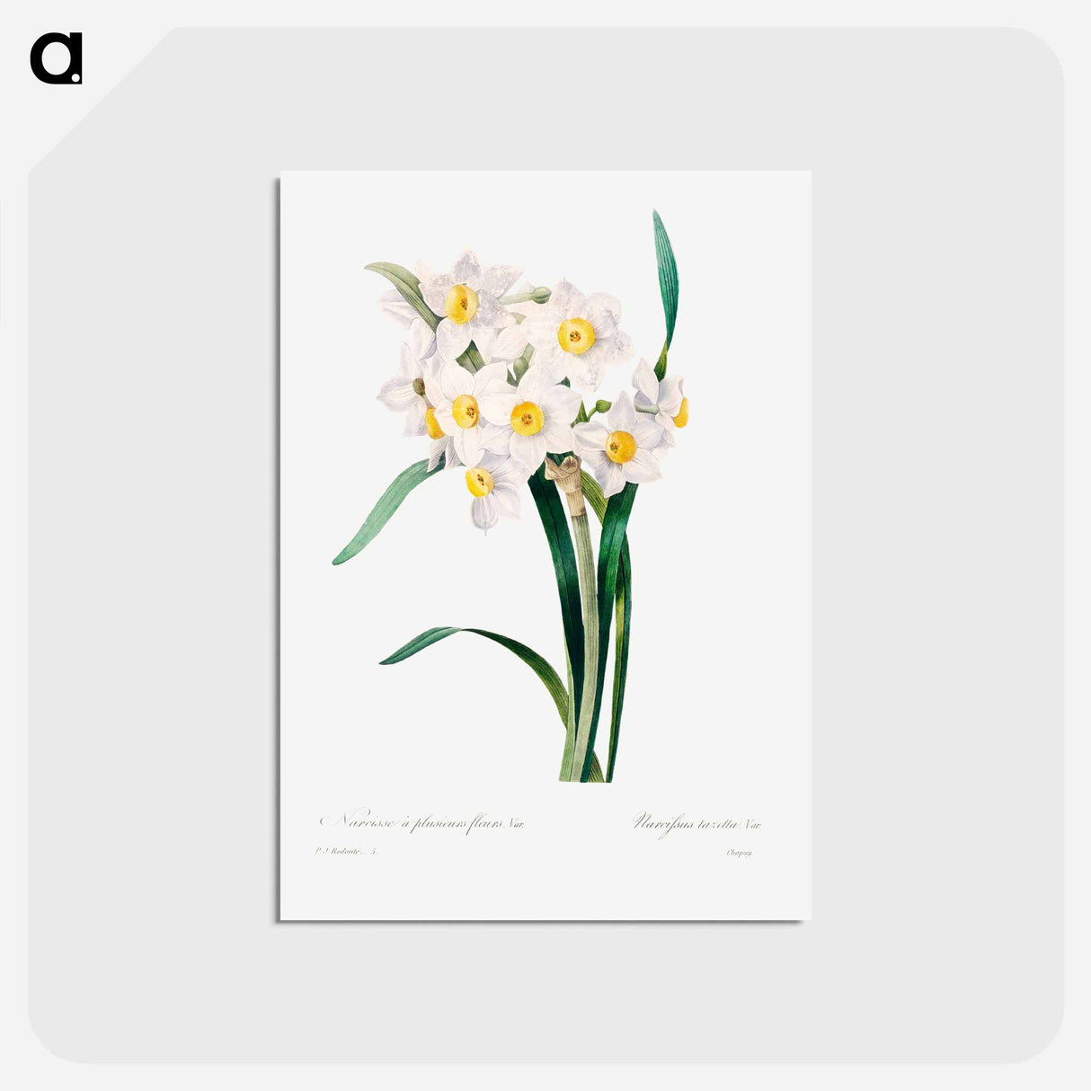 アートポストカード-Chinese sacred lily - ピエール ジョゼフ ルドゥーテ Postcard.