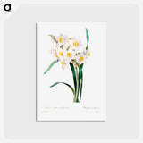 アートポストカード-Chinese sacred lily - ピエール ジョゼフ ルドゥーテ Postcard.