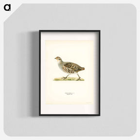 アートポスター-Grey Partridge
 - スヴェンスカ フォグラル Poster.
