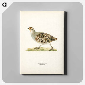 アートパネル-Grey Partridge
 - スヴェンスカ フォグラル Canvas.
