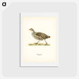 アートポストカード-Grey Partridge
 - スヴェンスカ フォグラル Postcard.